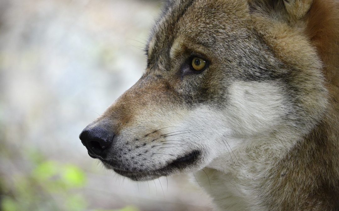 Zurück in NRW: ausgewilderte Wisente und durchreisende Wölfe