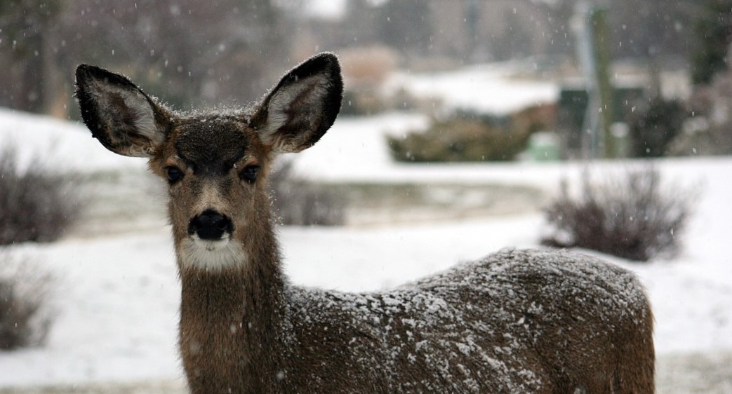 Brauchen freilebende Tiere im Winter unsere Unterstützung? Und wenn ja, welche?