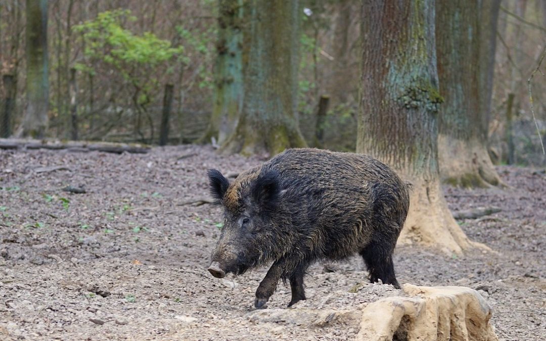Wildschweine zieht es vermehrt in Städte