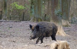 Wildschweine zieht es vermehrt in Städte