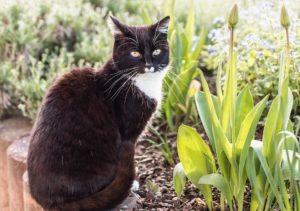Gefahren für Haustiere im Frühling
