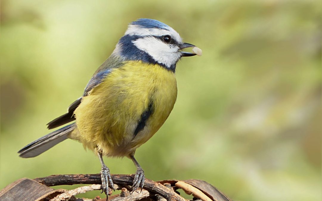 Vögel: Populationen und Artenvielfalt