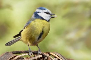 Vögel: Populationen und Artenvielfalt