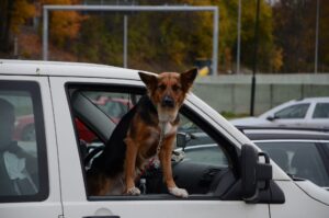 Lassen Sie Hunde nicht allein im Auto zurück.