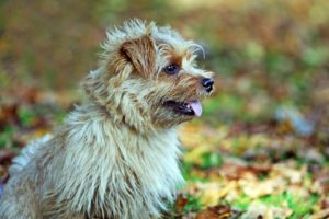 Gefahren für Hunde und Katzen im Herbst