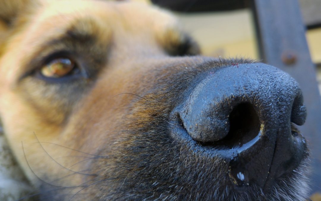 Hundehaltern wird geraten ihre Tiere gegen Staupe impfen zu lassen.