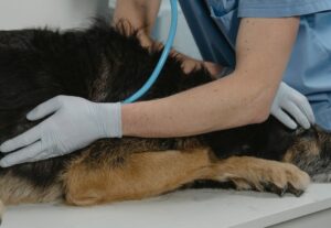 Neue GOT, mehr Kosten beim Tierarzt